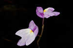 Eastern purple bladderwort